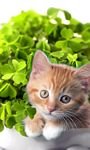 pic for Happy Saint Patricks Day 768x1280